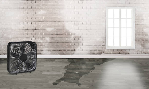 Best Carpet water damage restoration  in Helena Valley Northwest, MT